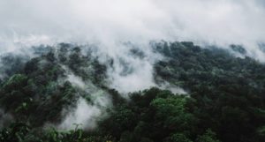 Mist/low cloud over a large area of dense forest