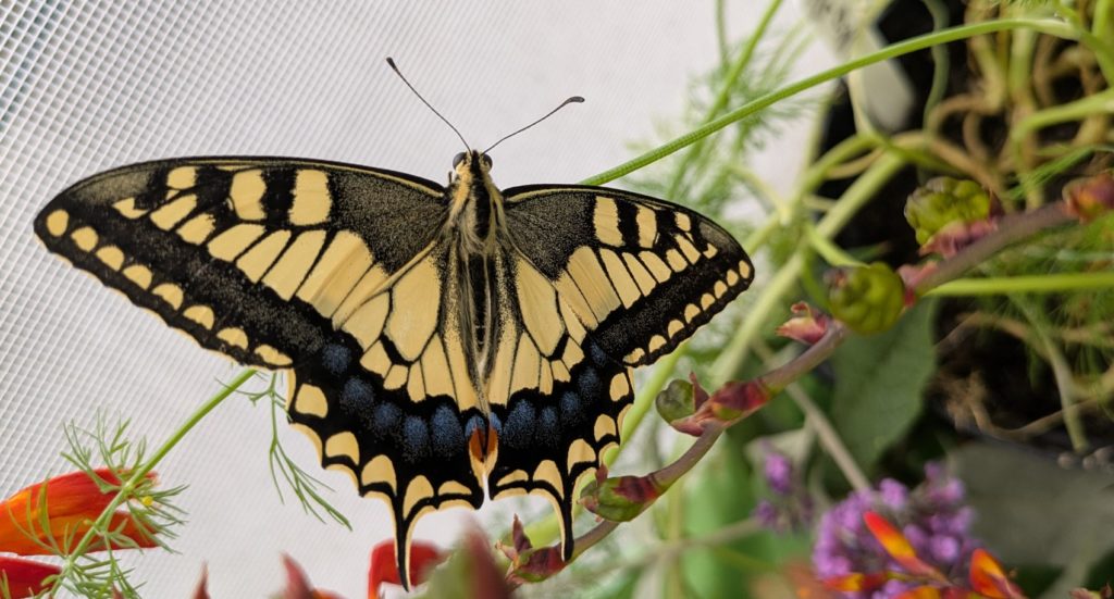 A swallowtail butterfly