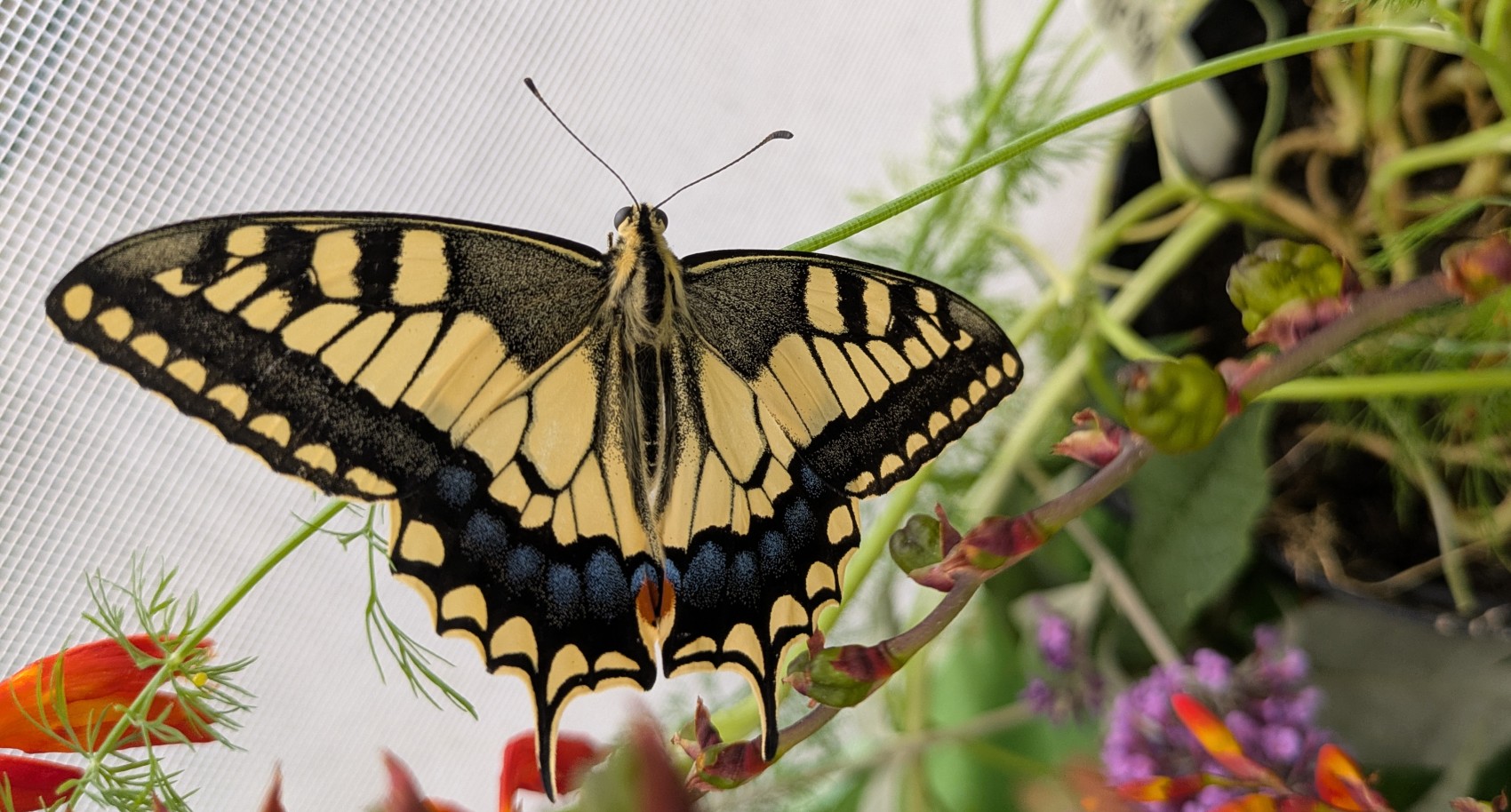 A swallowtail butterfly