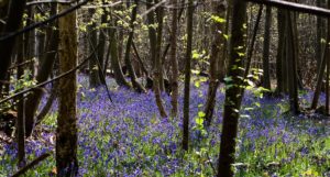 Bluebells flowering on a forest floor
