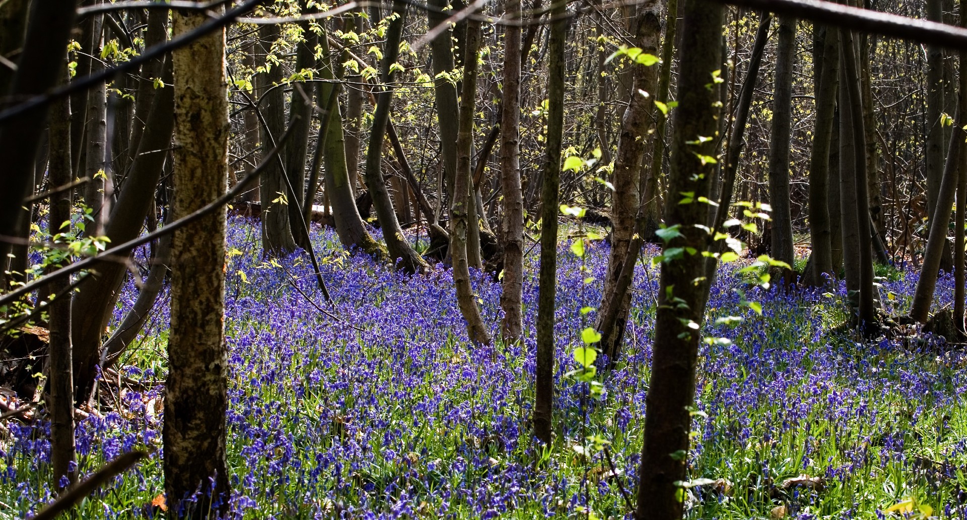 Bluebells flowering on a forest floor