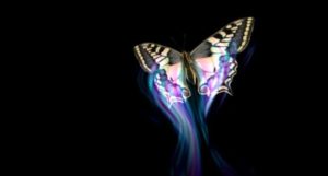 A butterfly in flight, against a black background. It appears to be leaving a trail of colour and light in its wake