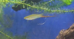 A male green swordtail fish