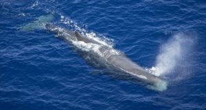 A sperm whale swimming, pictured from above