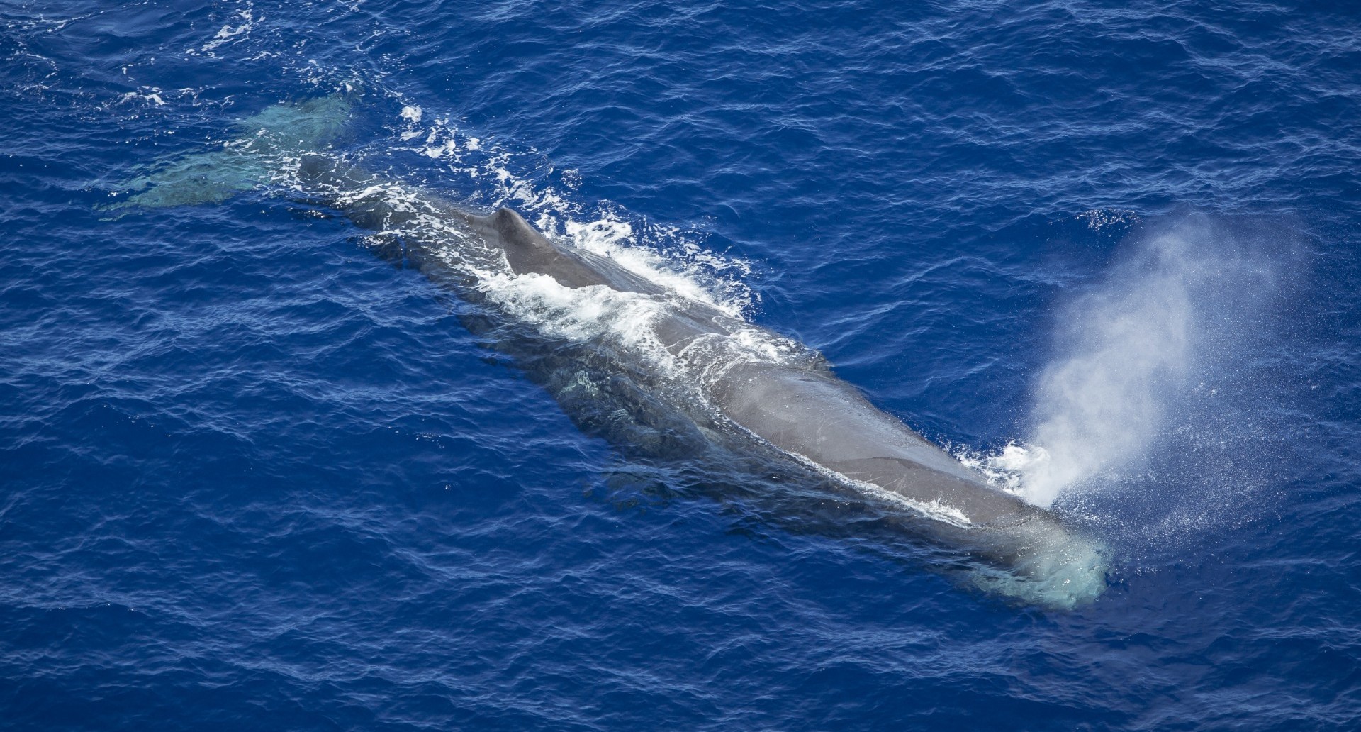 A sperm whale swimming, pictured from above