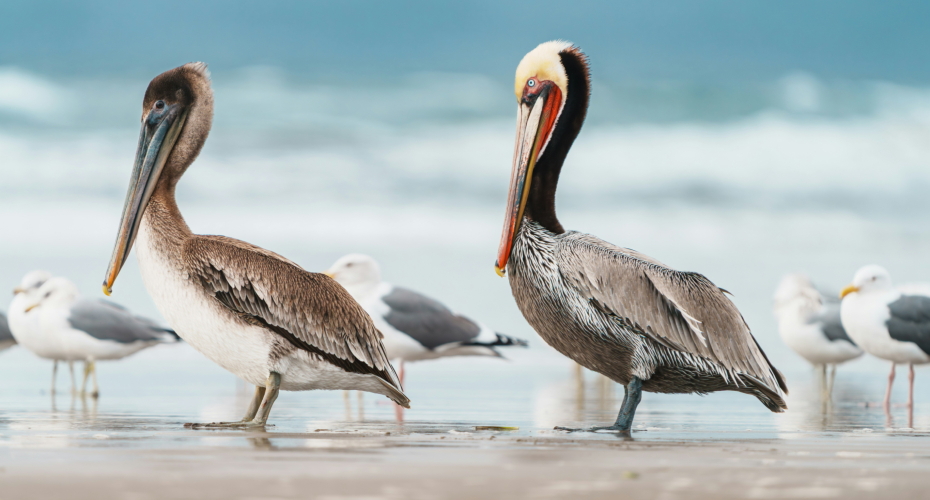 Pelicans - Photo by YS on Unsplash