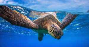 World must seize shrinking window to save nature as wildlife decline continues, warns major WWF report