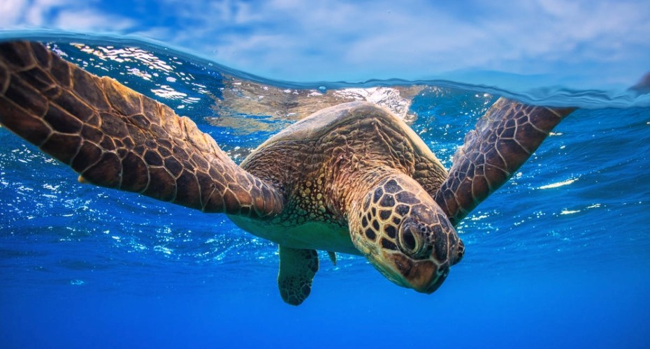 World must seize shrinking window to save nature as wildlife decline continues, warns major WWF report