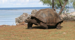 Tortoise