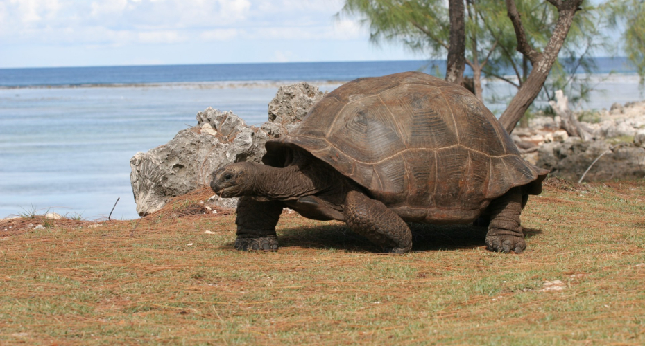 Tortoise