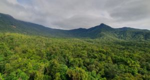 A large section of forest landscape
