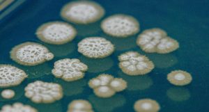 fungus