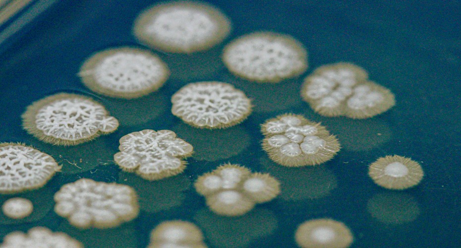 fungus